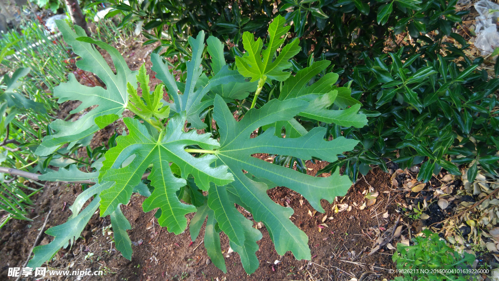 木瓜树叶