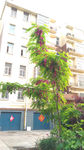 洋槐花 槐花树