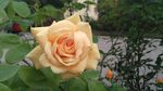 月季花