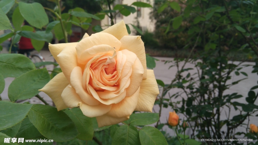 月季花