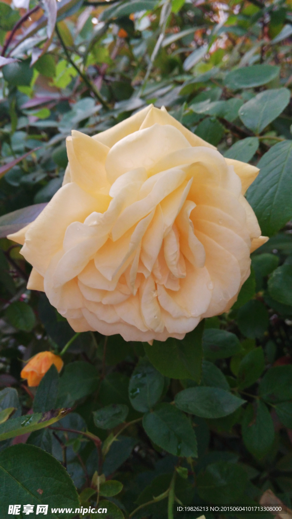 月季花
