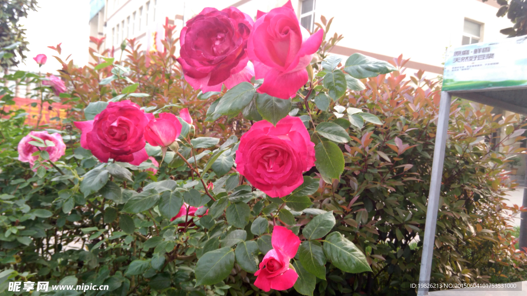 月季花