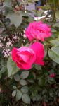 红色月季花