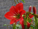 鲜花
