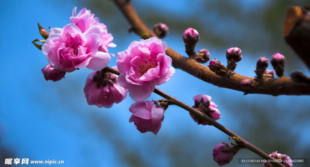 桃花