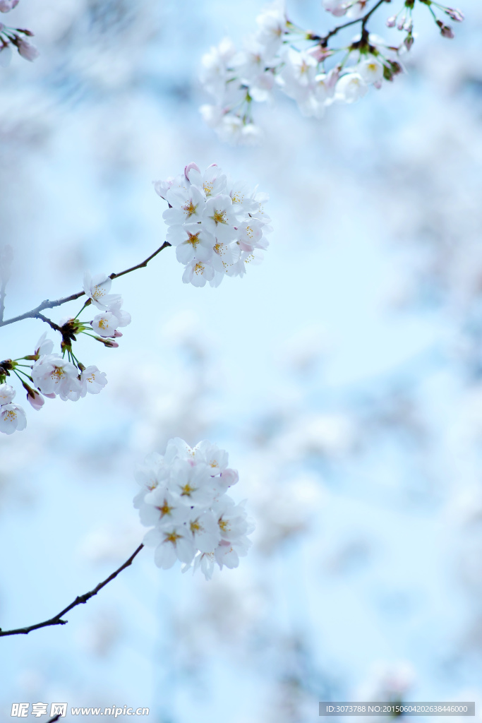 樱花