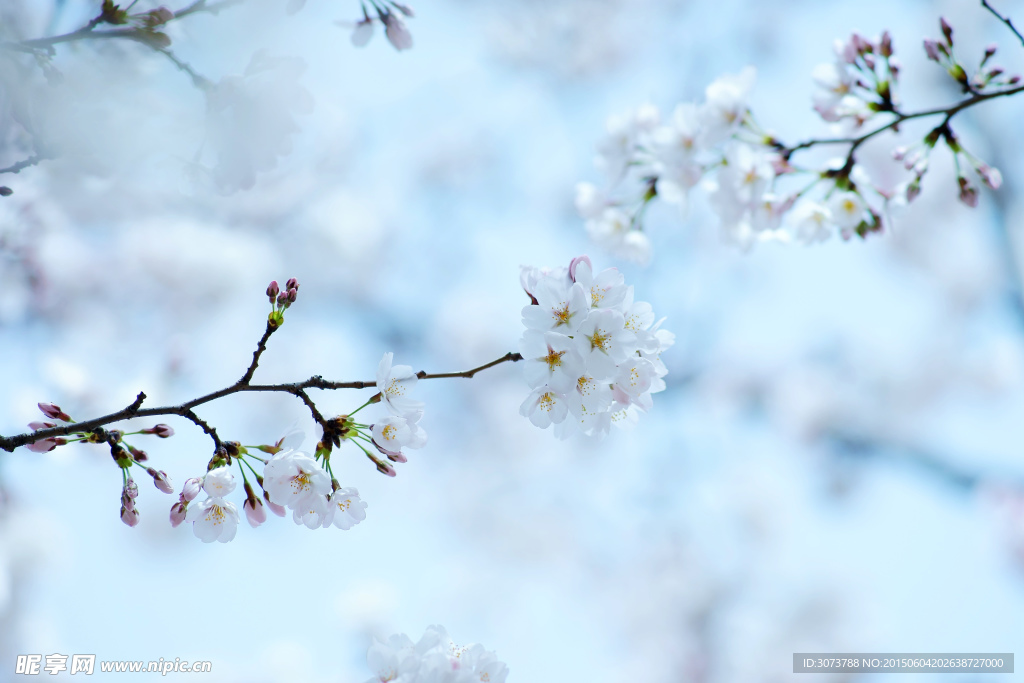 樱花