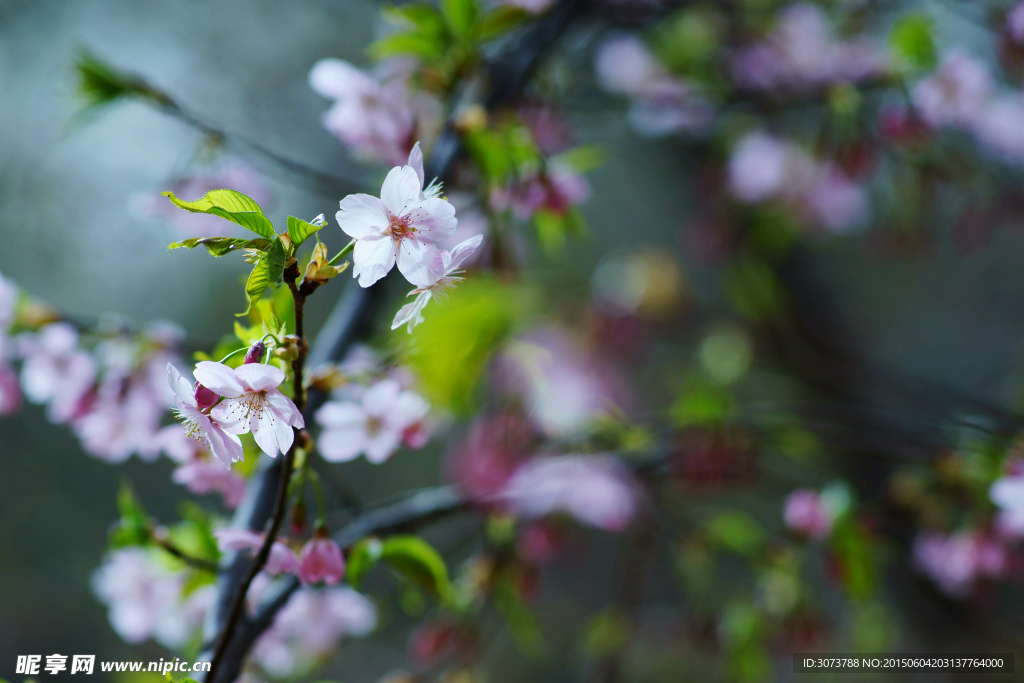 樱花