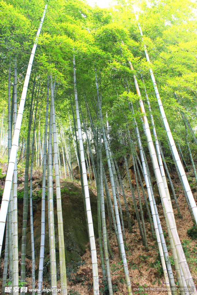 竹林