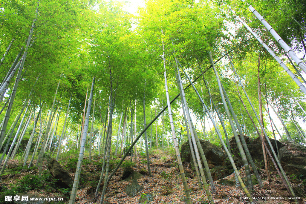 竹林