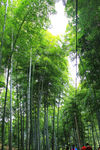 竹林