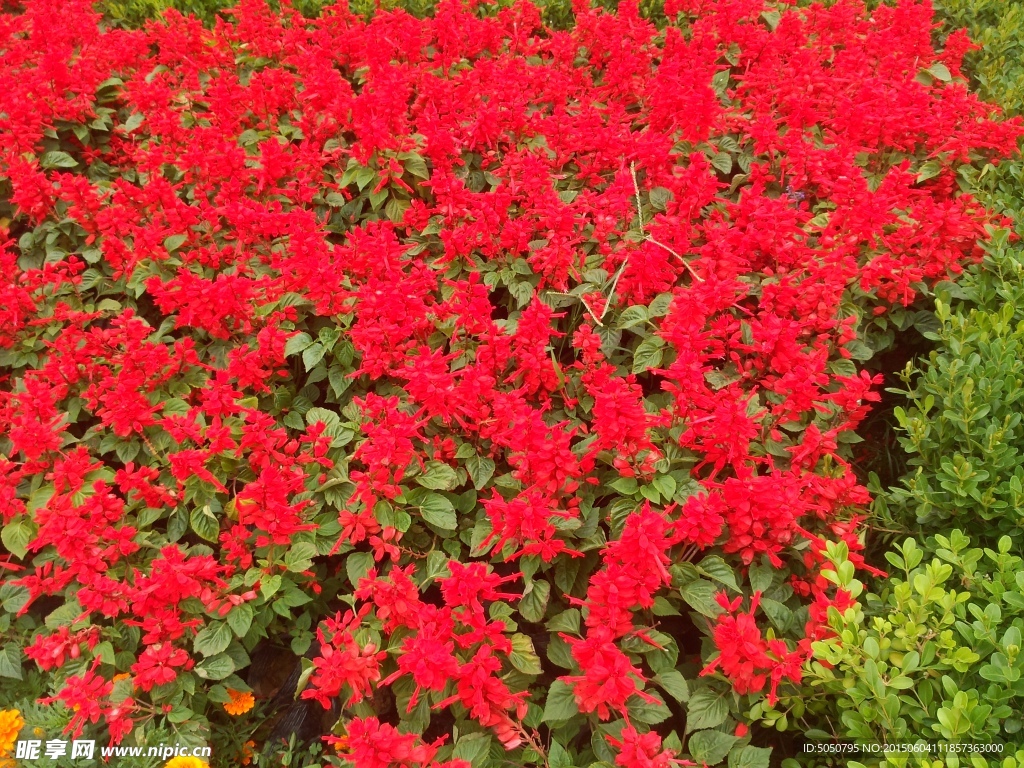 红色鲜花丛