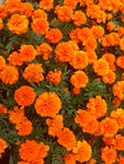 黄色小菊花