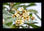 枇杷花