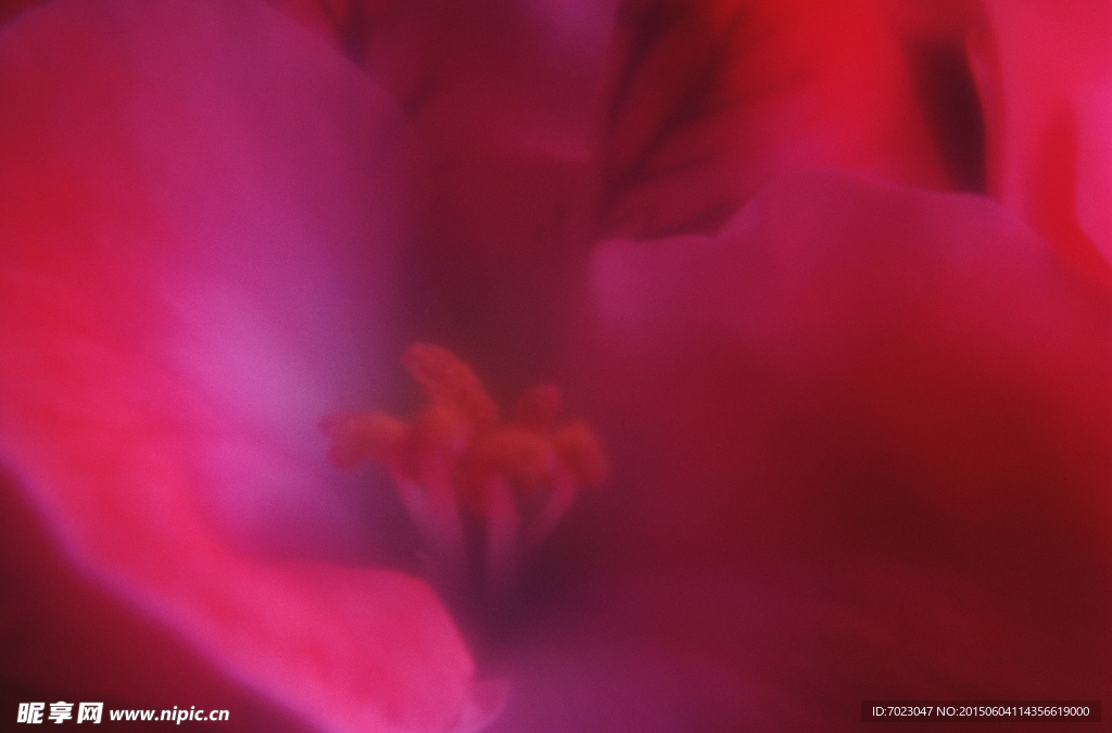 花瓣背景