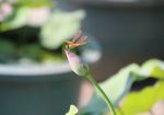 蜻蜓