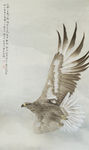 老鹰工笔画