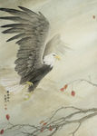 老鹰工笔画
