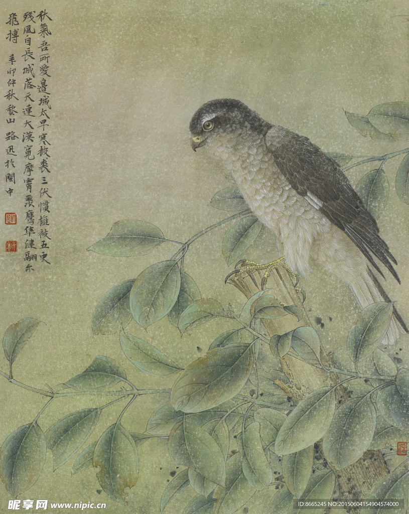 老鹰工笔画