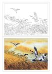 芦苇飞鹤