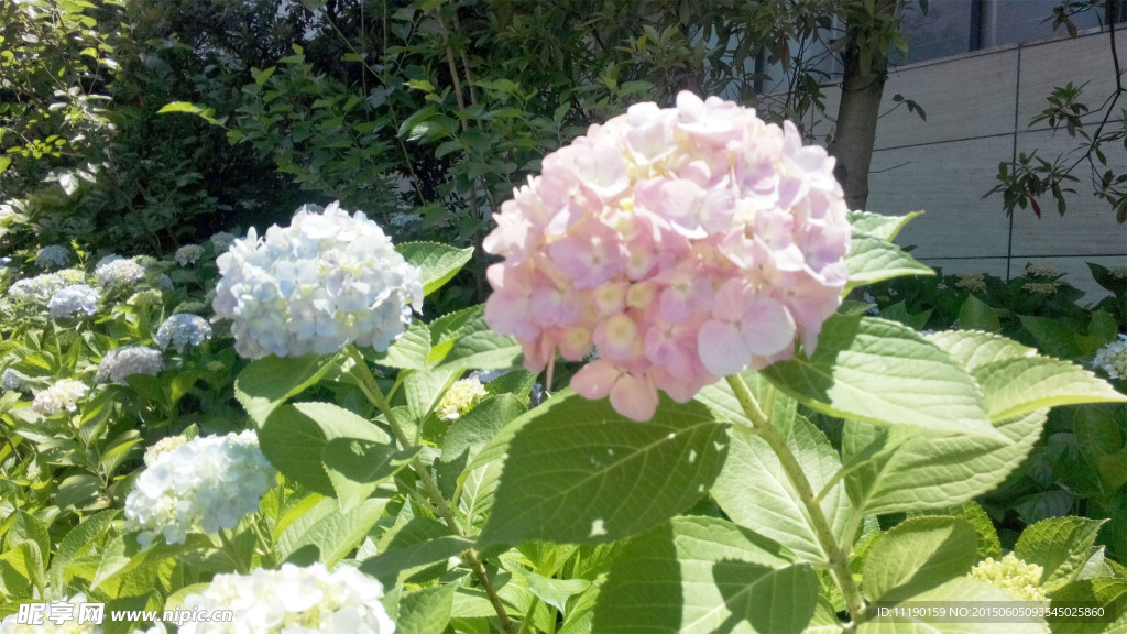 紫阳花