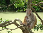 哺乳动物 猴子 母子