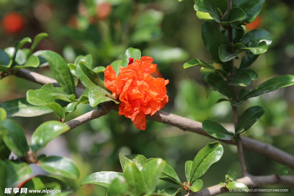 石榴花