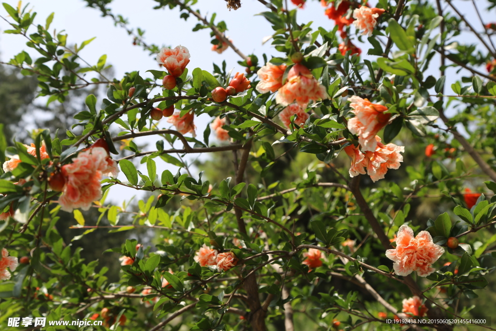石榴花