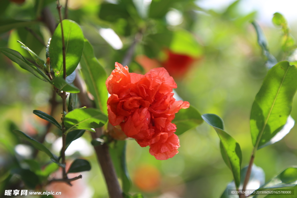 石榴花