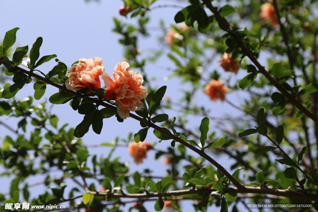 石榴花
