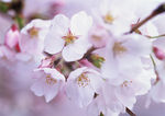 桃花红