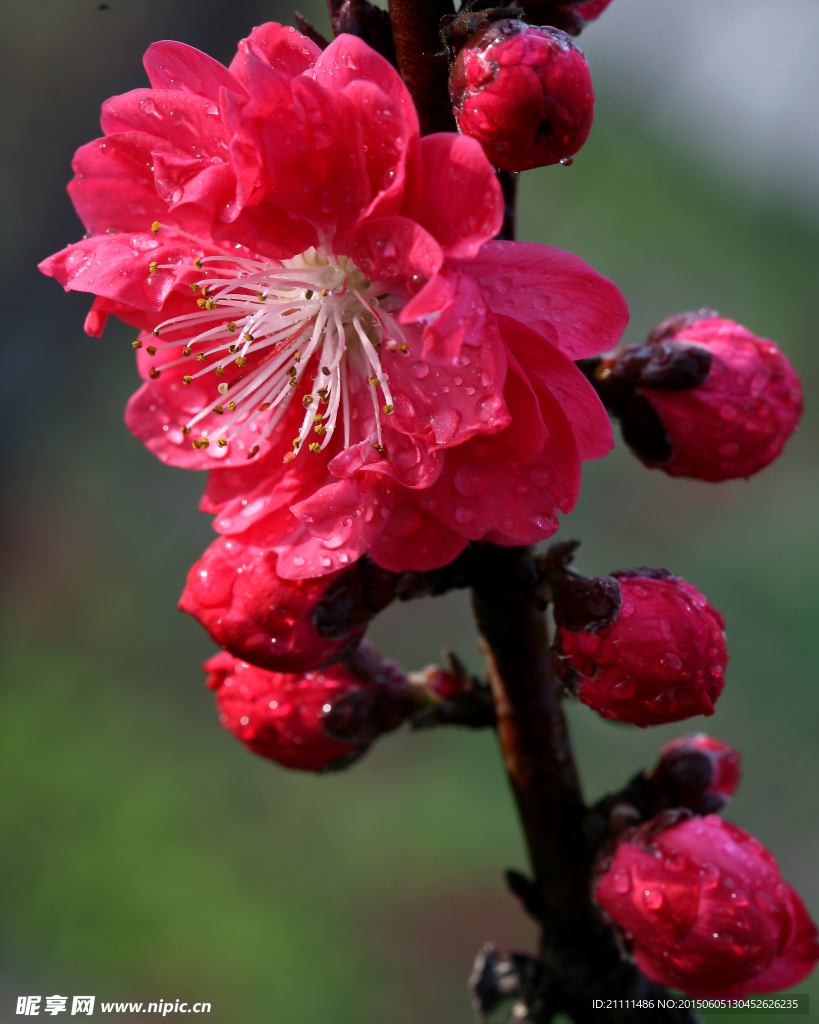 碧桃花