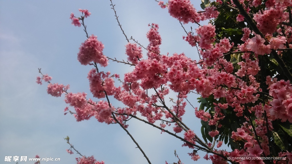 樱花