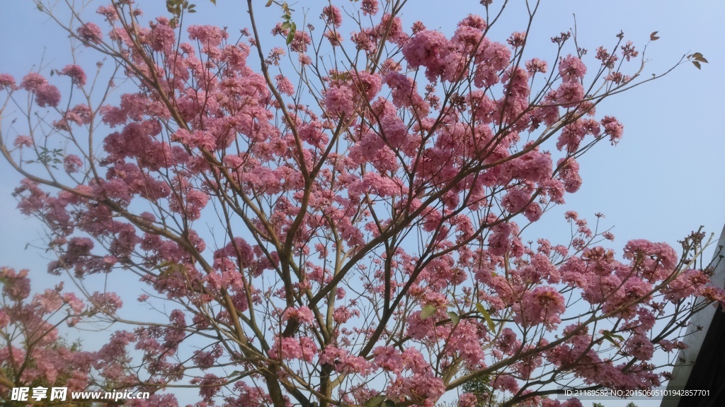 红花风铃木