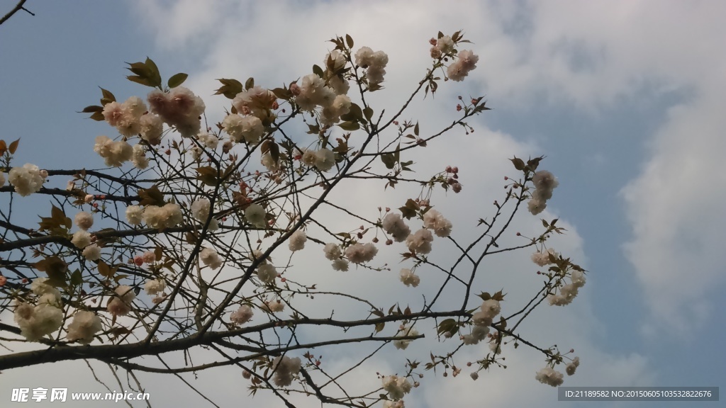 樱花