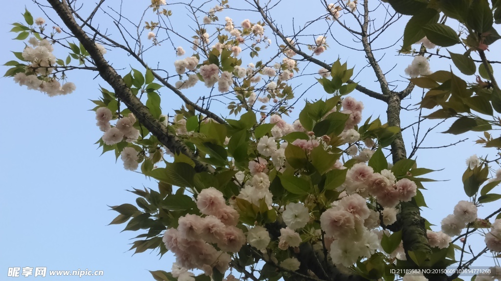 樱花