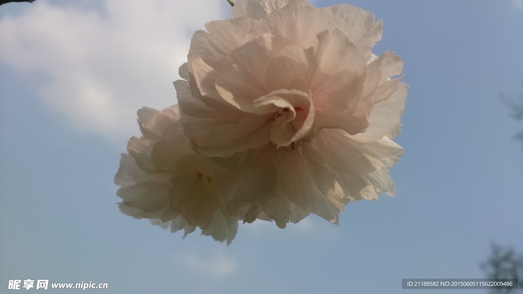樱花