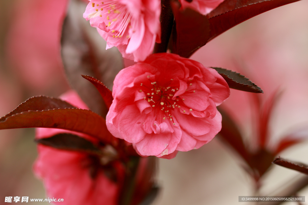 桃花