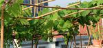 阳台种植-葡萄