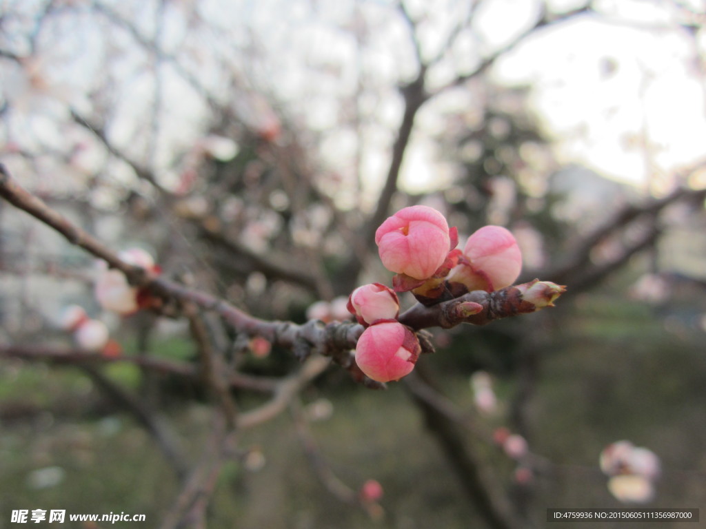 桃花