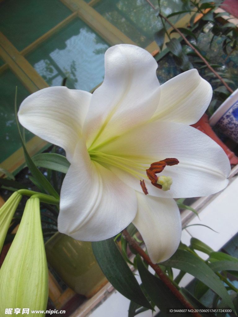百合花
