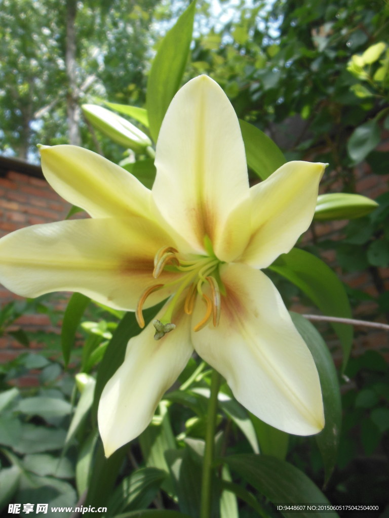 百合花