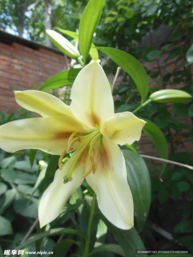百合花