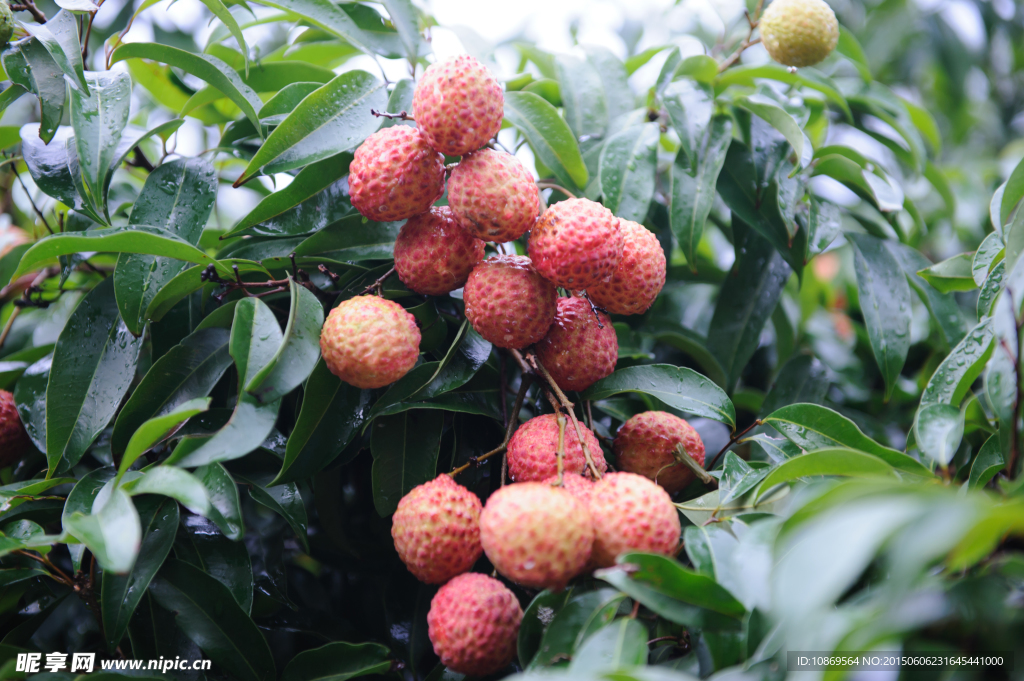 糯米糍荔枝