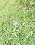 小紫花
