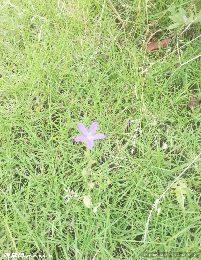 小紫花