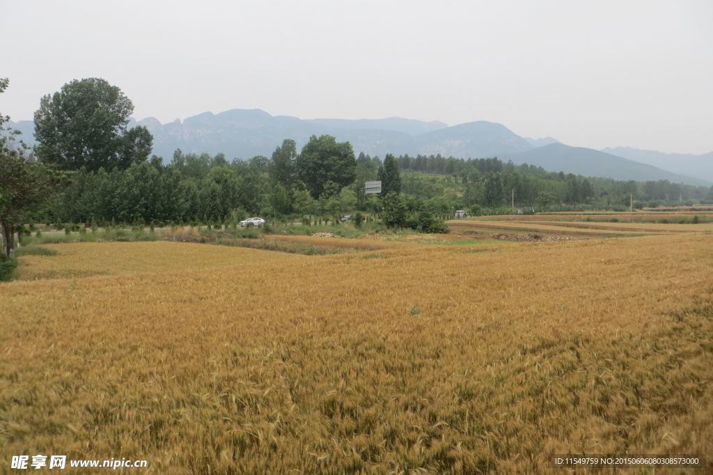 登封 夏收时节