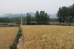 登封乡村麦田