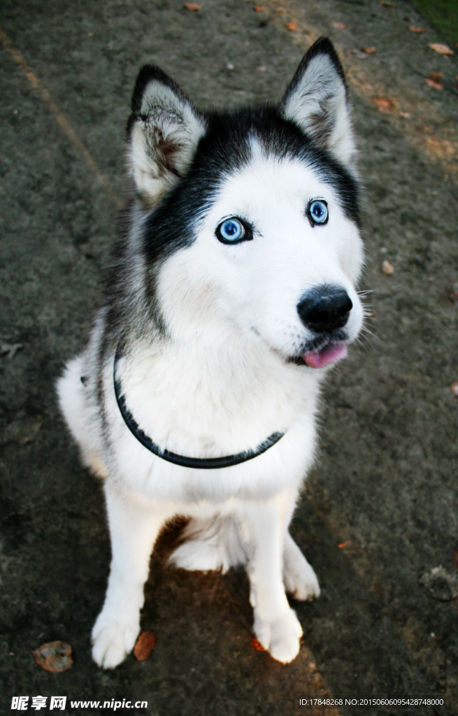 可爱小犬