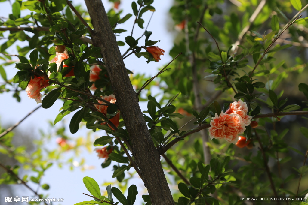 石榴花